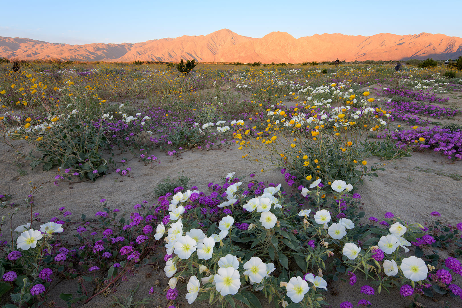 Desert Landscape New 2